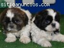 Shih tzu el cachorro que deseabas