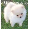 REGALO CACHORROS POMERANIA GORGEOUS