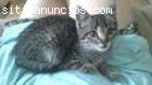Gatita en adopción URGENTE