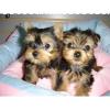 Regalo Cachorros Yorkshire Terrier Mini