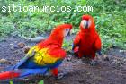 REGALO buenas loros guacamayo con jaula