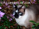Unikorns-página web de mascotas.