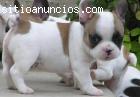 Hago regalo 3 cachorro de bulldog france