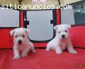 Excelentes cachorros de Westys