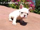 REGALO Calidad Bulldog Francés cachorros
