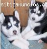 siberian husky listos