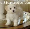 Bichón Maltés cachorrito