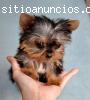 REGALO YORKSHIRE PRECIOSOS CACHORROS. .