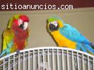 Tame loros guacamayos, Kea, cacatúa y lo