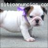 Hombres Y Mujeres Bulldog Inglés Cachorr