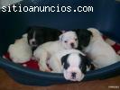 BULLDOG FRANCES A MUY BUEN PRECIO