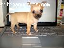 Chihuahua cachorro