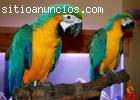 Mano alimentado par de azul y oro guacam