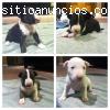 PRECIOSOS CACHORRITOS DE BULLTERRIER!!