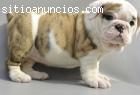 100% de pura raza Bulldog Inglés cachorr