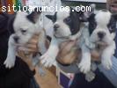 regalo  cachorros de bulldog frances