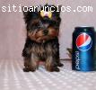 Cachorros Yorkshire Terrier Para Adopci