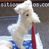 Cachorros Bichón Maltés, Garantía, centr