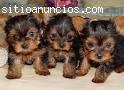 Regalo Macho y Hembra Cachorros Yorkshir