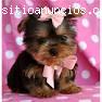 Regalo Yorkshire Terrier (Yorkie) cachor