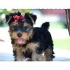 Regalo Macho y Hembra Cachorros Yorkshir