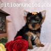 REGALO hombres y mujeres cachorros yorks