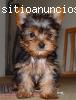 Cachorrito Yorkie Hermoso Y Juguetón.