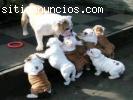 Adoptar un cachorro bulldog Inglés GRATI