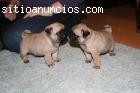 REGALO LINDO CACHORROS DE CARLINO, MUY B