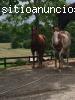 Caballos friesain hombres y mujeres