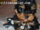 Excelentes cachorros de yorkshire mini