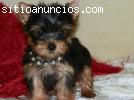 Regalo mini yorkshire terrier yorkie con