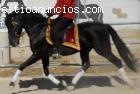 caballos PRE