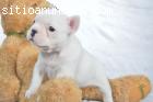 Bulldog francés cachorros disponibles