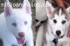 siberian husky cachorros