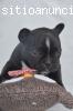 Bulldog francés cachorros disponibles