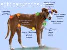 REIKI ANIMALES SEVILLA