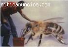 ABEJAS REINAS FECUNDADAS