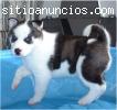 Regalo cachorros de husky siberiano.
