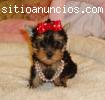 perrito yorkie hembra para la adopción