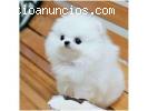 Regalo pomerania