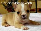 Saludables cachorros bulldog francés lis