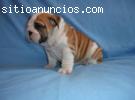 Cachorros de bulldog ingles