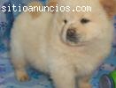 Precioso chow chow bebé para el nuevo ho