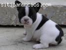 REGALO BULLDOG FRANCÉS MACHOS Y HEMBRAS
