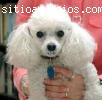 Cachorros de caniche toy
