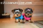 yorkshire cachorros
