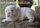 Cachorros bulldog Ingles macho y hembra