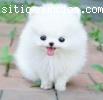 Cachorros de Pomerania mini toy