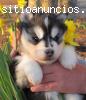 cachorros Husky siberiano muy bonito